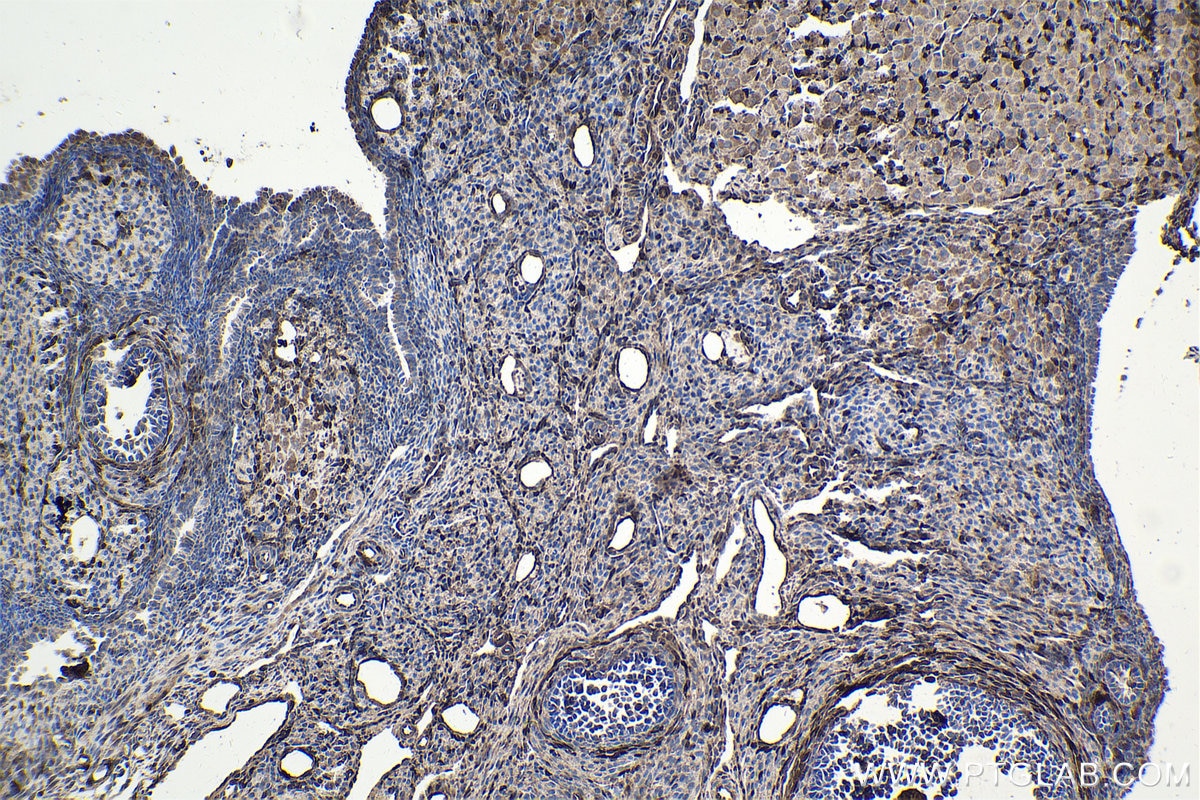 Immunohistochemistry (IHC) staining of rat ovary tissue using FHL2 Polyclonal antibody (21619-1-AP)