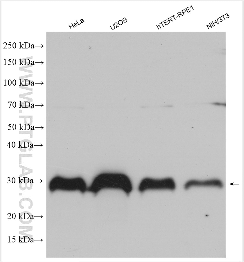 Western Blot (WB) analysis of various lysates using FHL2 Polyclonal antibody (21619-1-AP)