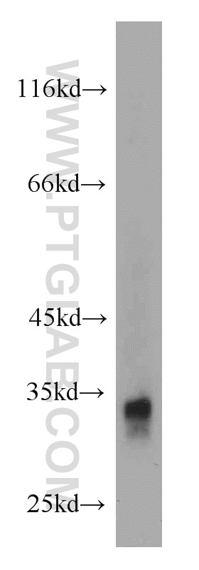 Western Blot (WB) analysis of mouse ovary tissue using FHL2 Polyclonal antibody (21619-1-AP)