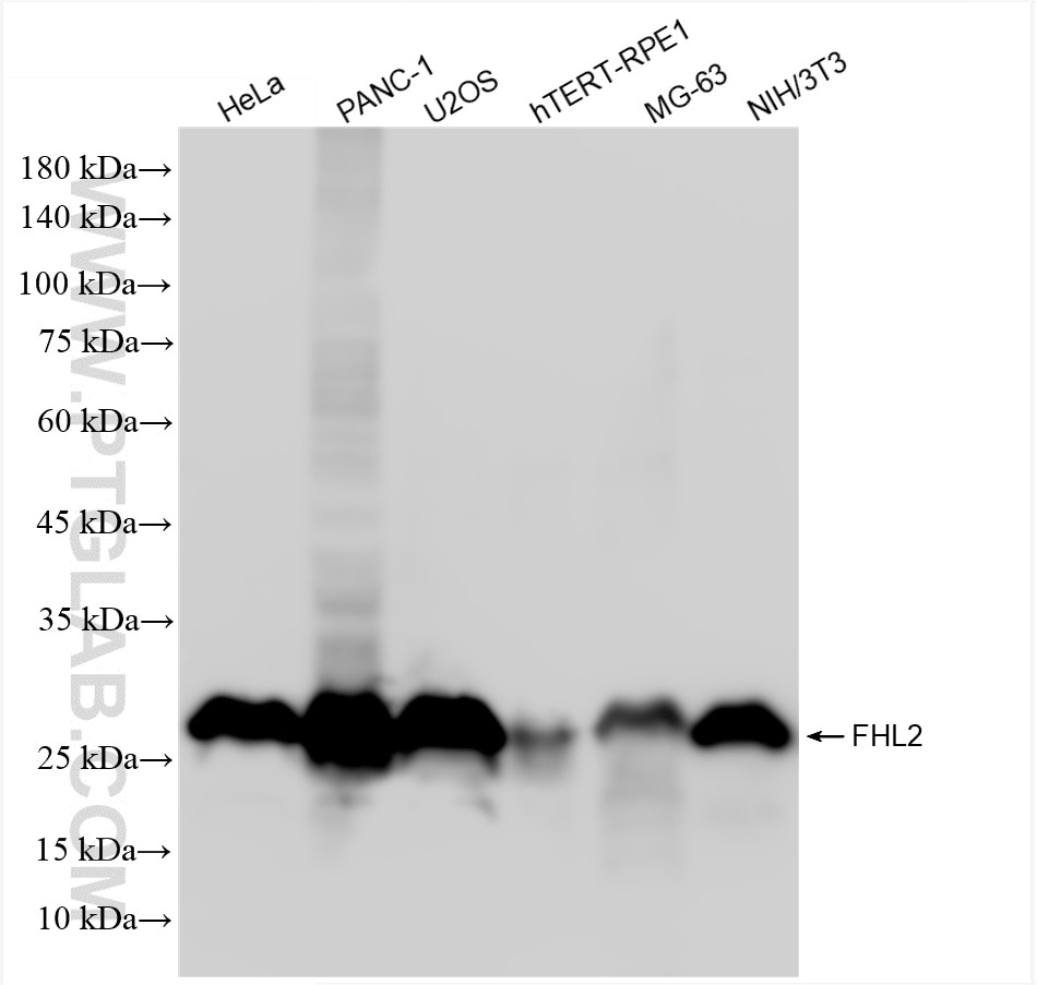 FHL2