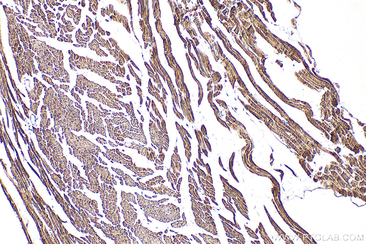 Immunohistochemistry (IHC) staining of mouse heart tissue using Multi-rAb® FHL2 Multi-Recombinant antibody (RMX00084)