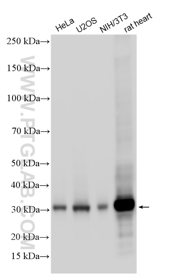 Western Blot (WB) analysis of various lysates using Multi-rAb® FHL2 Multi-Recombinant antibody (RMX00084)