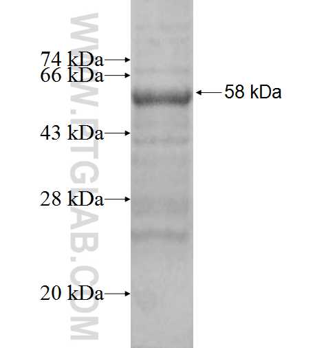 FHL2 fusion protein Ag1378 SDS-PAGE