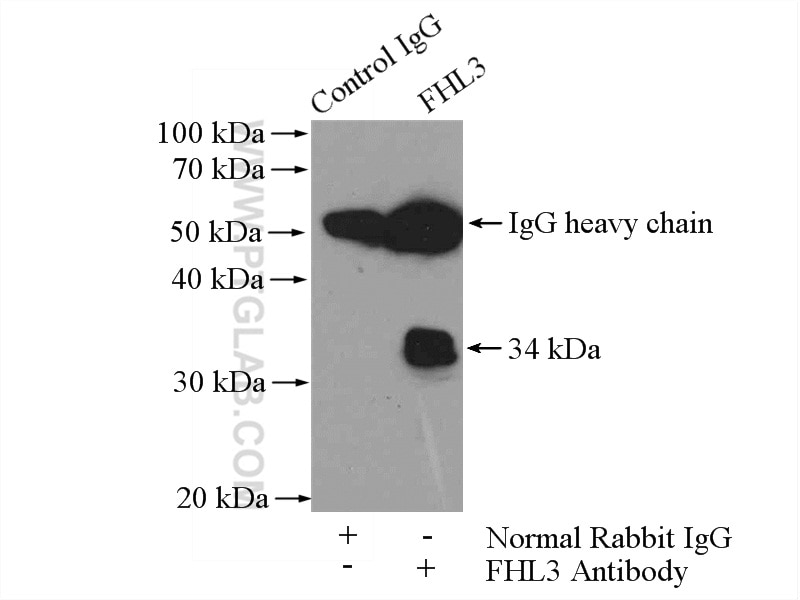 Immunoprecipitation (IP) experiment of K-562 cells using FHL3 Polyclonal antibody (11028-2-AP)