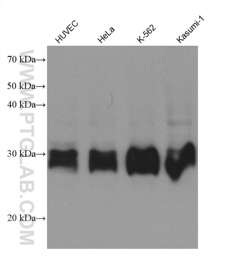 Various lysates were subjected to SDS PAGE followed by western blot with 60966-4-Ig (FHL3 antibody) at dilution of 1:20000 incubated at room temperature for 1.5 hours. Western Blot (WB) analysis of various lysates using FHL3 Monoclonal antibody (60966-4-Ig)