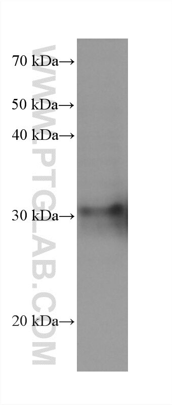 Mo7e cells were subjected to SDS PAGE followed by western blot with 60966-4-Ig (FHL3 antibody) at dilution of 1:20000 incubated at room temperature for 1.5 hours. Western Blot (WB) analysis of Mo7e cells using FHL3 Monoclonal antibody (60966-4-Ig)