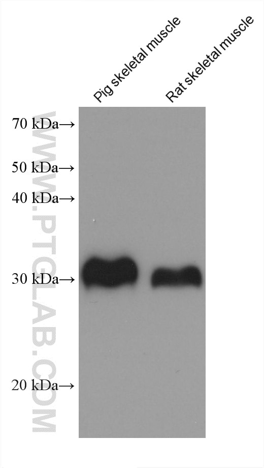 Various lysates were subjected to SDS PAGE followed by western blot with 60966-4-Ig (FHL3 antibody) at dilution of 1:20000 incubated at room temperature for 1.5 hours. Western Blot (WB) analysis of various lysates using FHL3 Monoclonal antibody (60966-4-Ig)