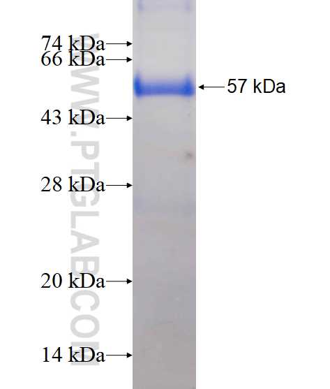 FHL3 fusion protein Ag1495 SDS-PAGE