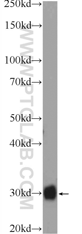 Western Blot (WB) analysis of mouse heart tissue using FHL5 Polyclonal antibody (12650-2-AP)