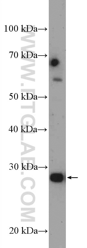 Western Blot (WB) analysis of mouse heart tissue using FHL5 Polyclonal antibody (12650-2-AP)