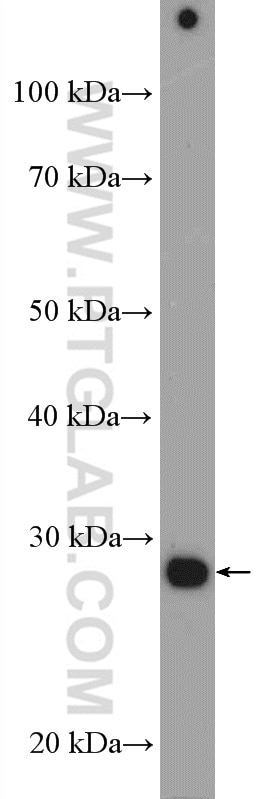 Western Blot (WB) analysis of mouse heart tissue using FHL5 Polyclonal antibody (12650-2-AP)