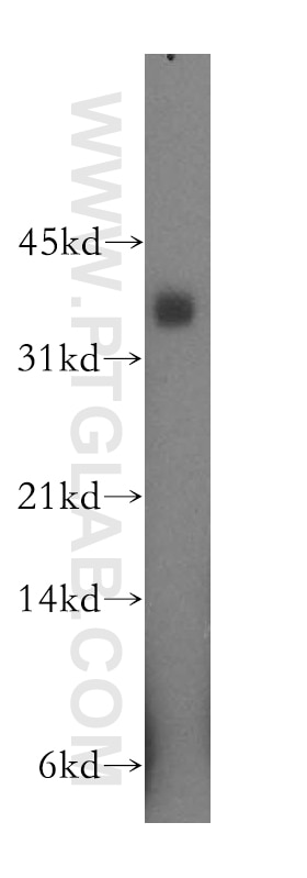 Western Blot (WB) analysis of human heart tissue using FHL5 Polyclonal antibody (12650-2-AP)