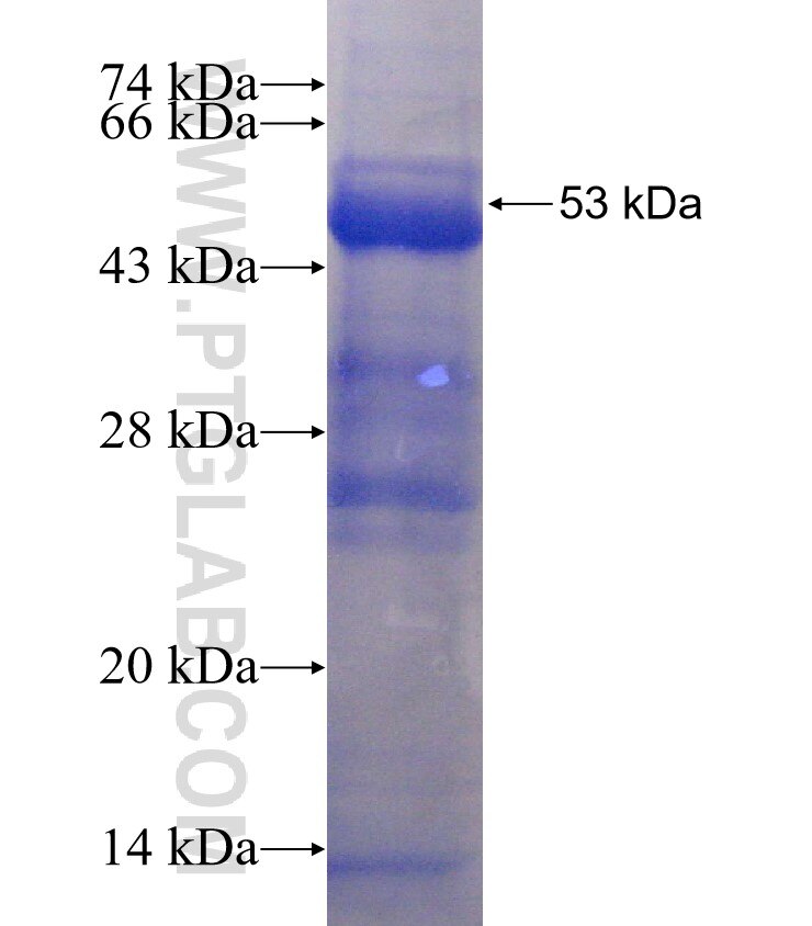 FHL5 fusion protein Ag3364 SDS-PAGE