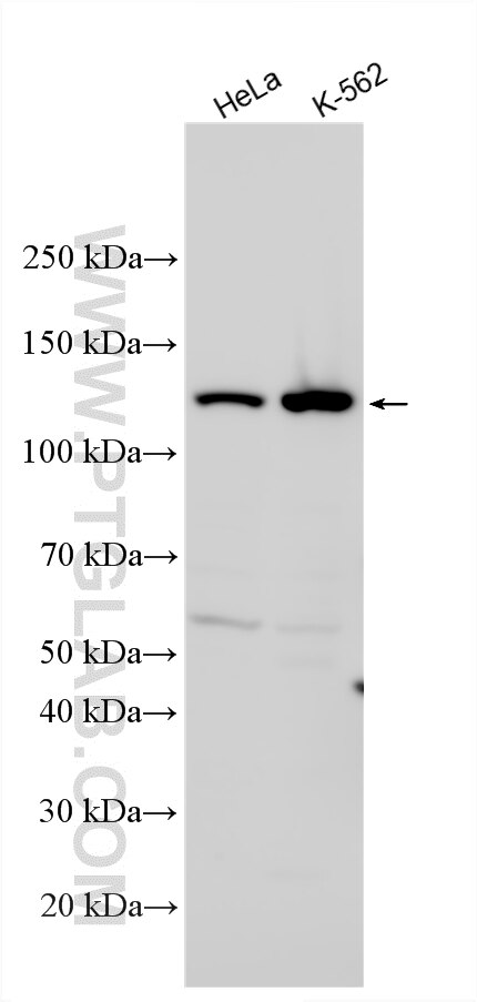 Western Blot (WB) analysis of various lysates using FHOD1 Polyclonal antibody (33972-1-AP)