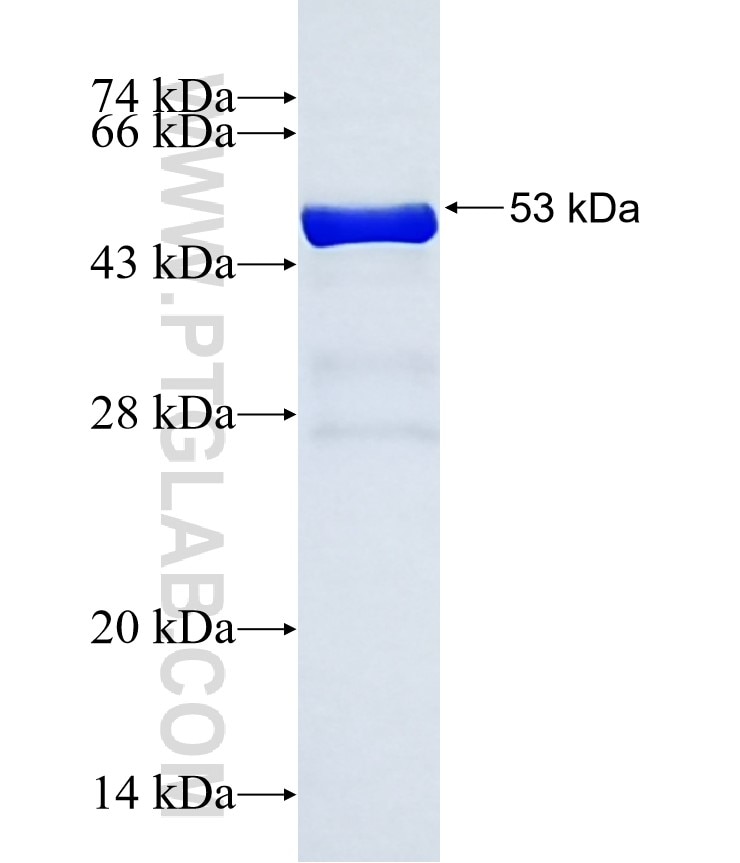 FHOD3 fusion protein Ag37378 SDS-PAGE