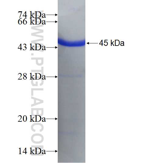 FIBCD1 fusion protein Ag18355 SDS-PAGE