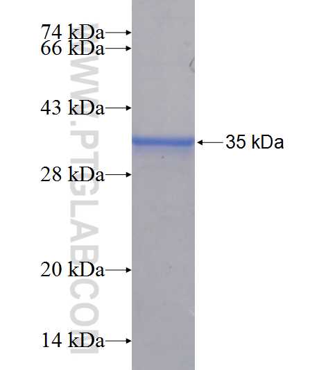 FIBIN fusion protein Ag24175 SDS-PAGE