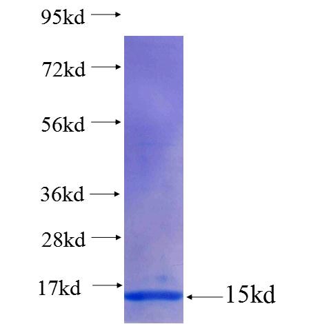 FIBIN fusion protein Ag24265 SDS-PAGE