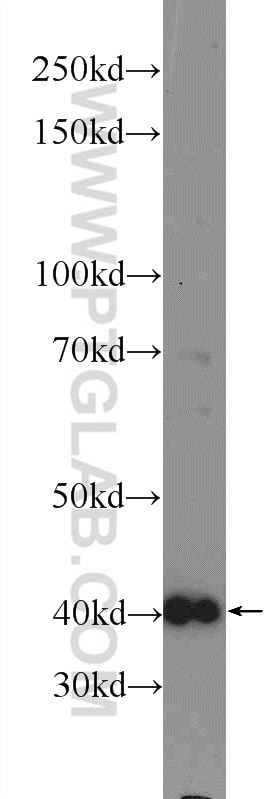 Western Blot (WB) analysis of BxPC-3 cells using FIBP Polyclonal antibody (15968-1-AP)