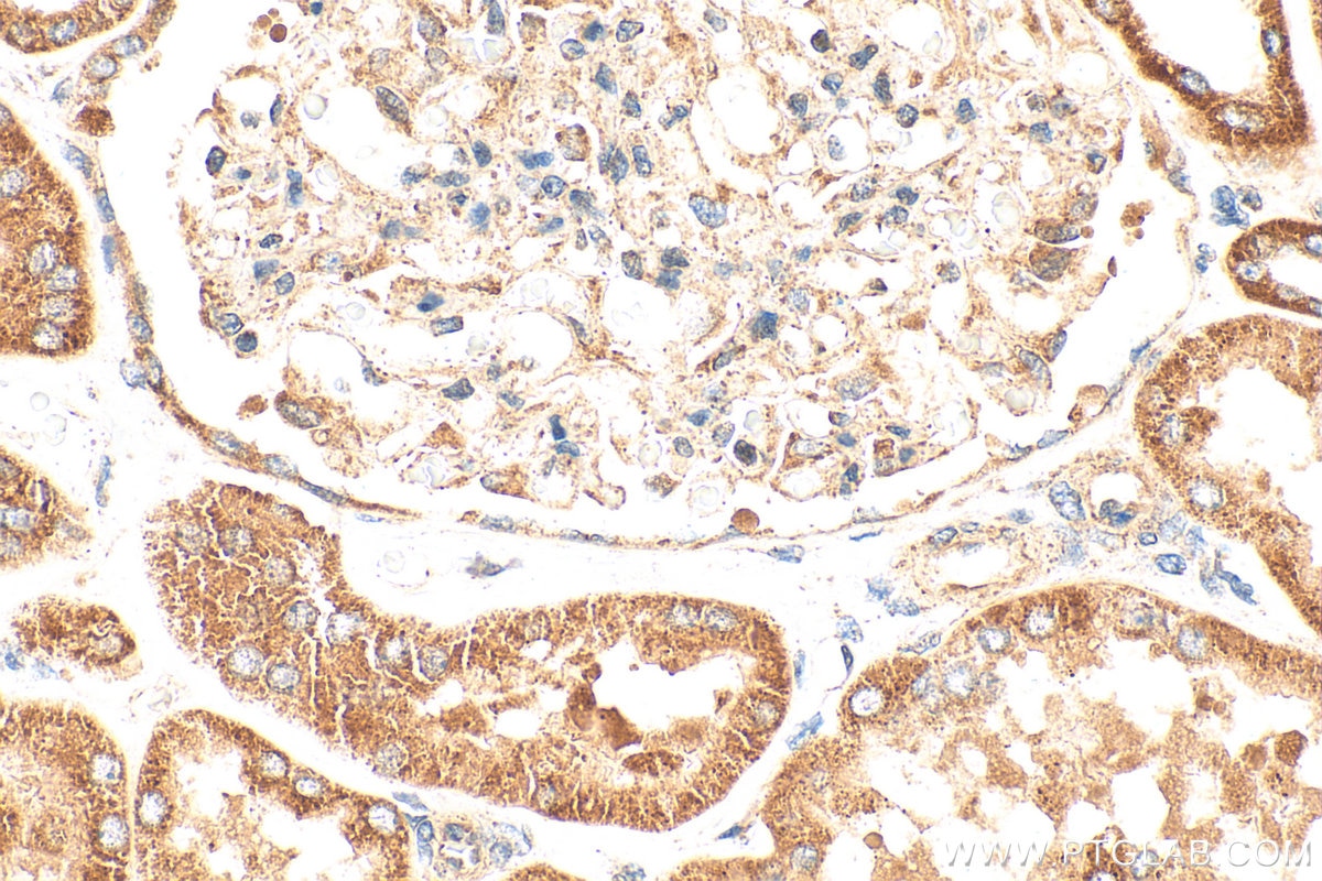 Immunohistochemistry (IHC) staining of human kidney tissue using FICD Polyclonal antibody (11974-1-AP)