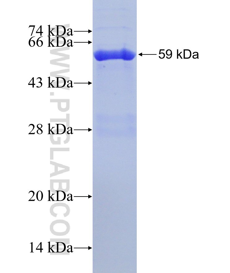 FICD fusion protein Ag2597 SDS-PAGE