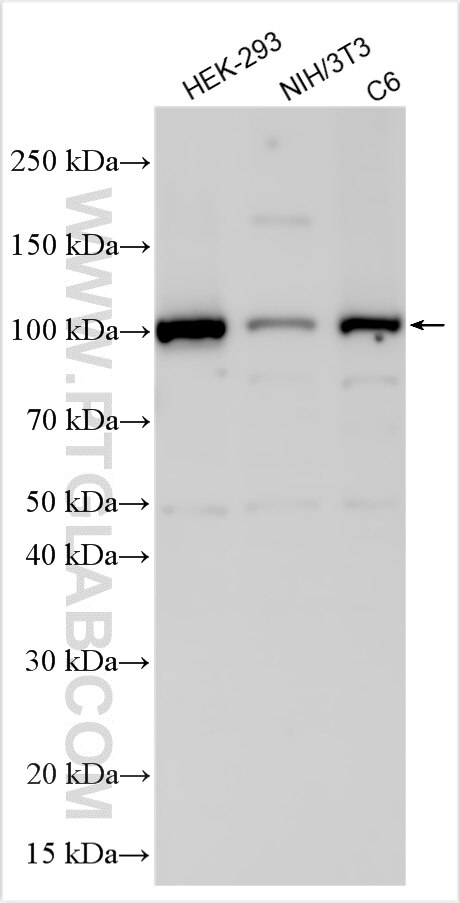 Western Blot (WB) analysis of various lysates using FIG4 Polyclonal antibody (28499-1-AP)