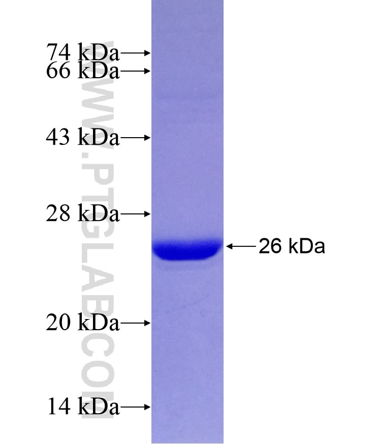 FIG4 fusion protein Ag28979 SDS-PAGE
