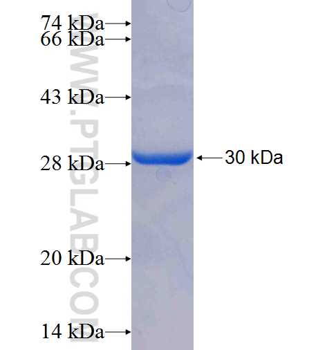 FIGF fusion protein Ag25552 SDS-PAGE