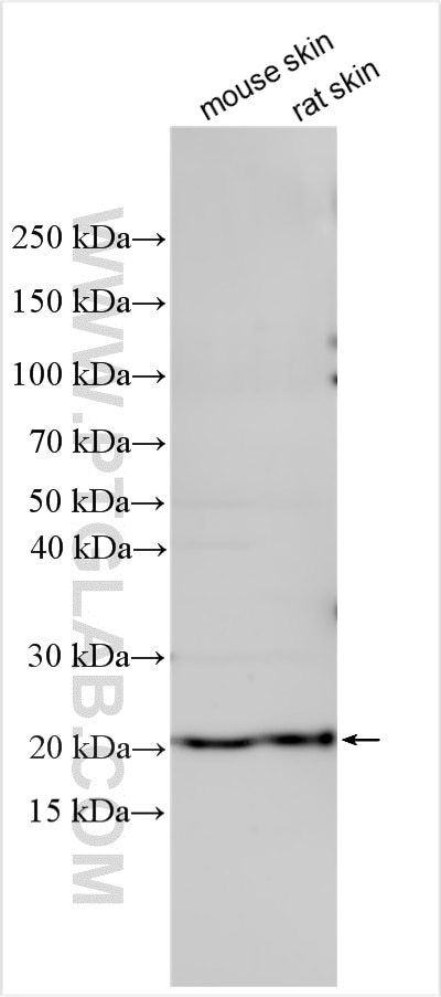 Western Blot (WB) analysis of various lysates using FIGLA Polyclonal antibody (24845-1-AP)