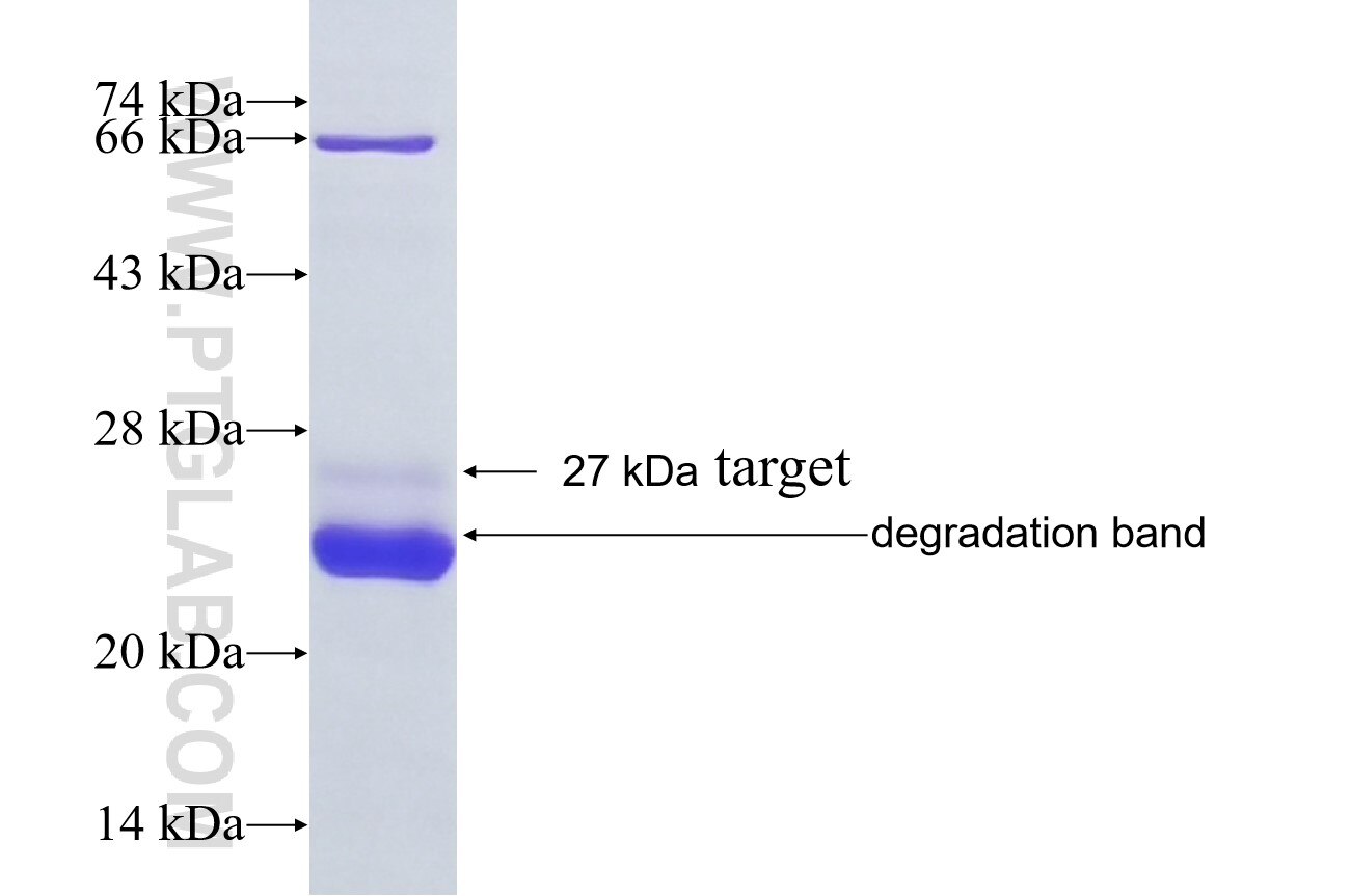 FIGN fusion protein Ag37339 SDS-PAGE