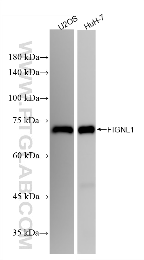 Various lysates were subjected to SDS PAGE followed by western blot with 86971-1-RR (FIGNL1 antibody) at dilution of 1:5000 incubated at room temperature for 1.5 hours. Western Blot (WB) analysis of various lysates using FIGNL1 Recombinant monoclonal antibody (86971-1-RR)
