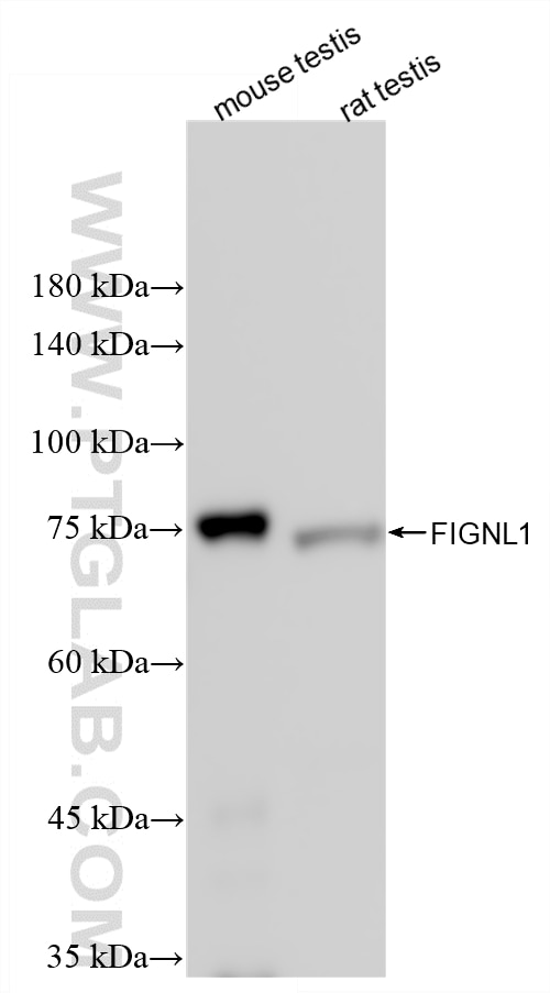 Various lysates were subjected to SDS PAGE followed by western blot with 86971-1-RR (FIGNL1 antibody) at dilution of 1:5000 incubated at room temperature for 1.5 hours. Western Blot (WB) analysis of various lysates using FIGNL1 Recombinant monoclonal antibody (86971-1-RR)