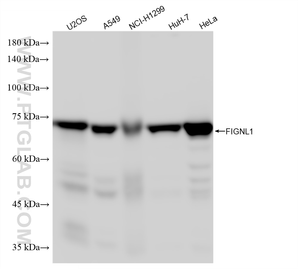 WB analysis using 86971-2-RR Western Blot (WB) analysis of various lysates using FIGNL1 Recombinant monoclonal antibody (86971-2-RR)