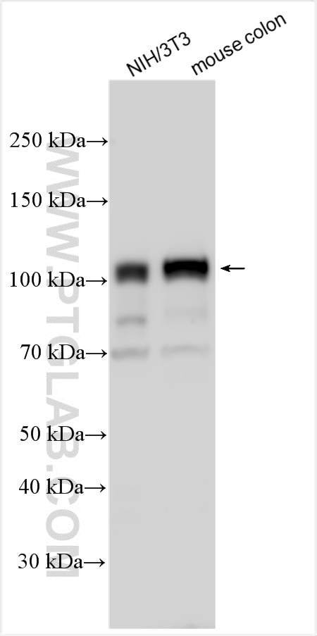 Western Blot (WB) analysis of various lysates using FILIP1L Polyclonal antibody (30134-1-AP)