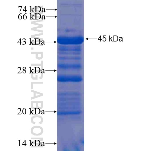 FILIP1L fusion protein Ag11091 SDS-PAGE