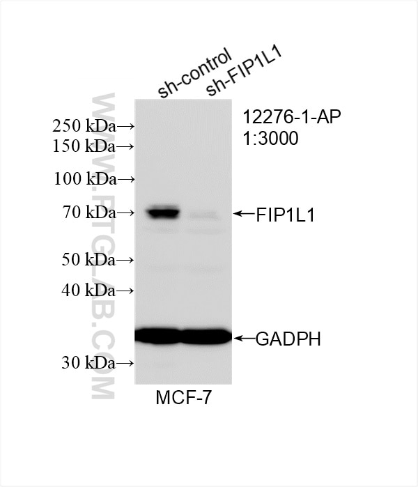 Western Blot (WB) analysis of MCF-7 cells using FIP1L1 Polyclonal antibody (12276-1-AP)