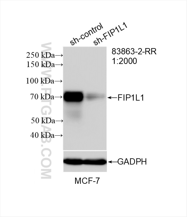 Western Blot (WB) analysis of MCF-7 cells using FIP1L1 Recombinant antibody (83863-2-RR)