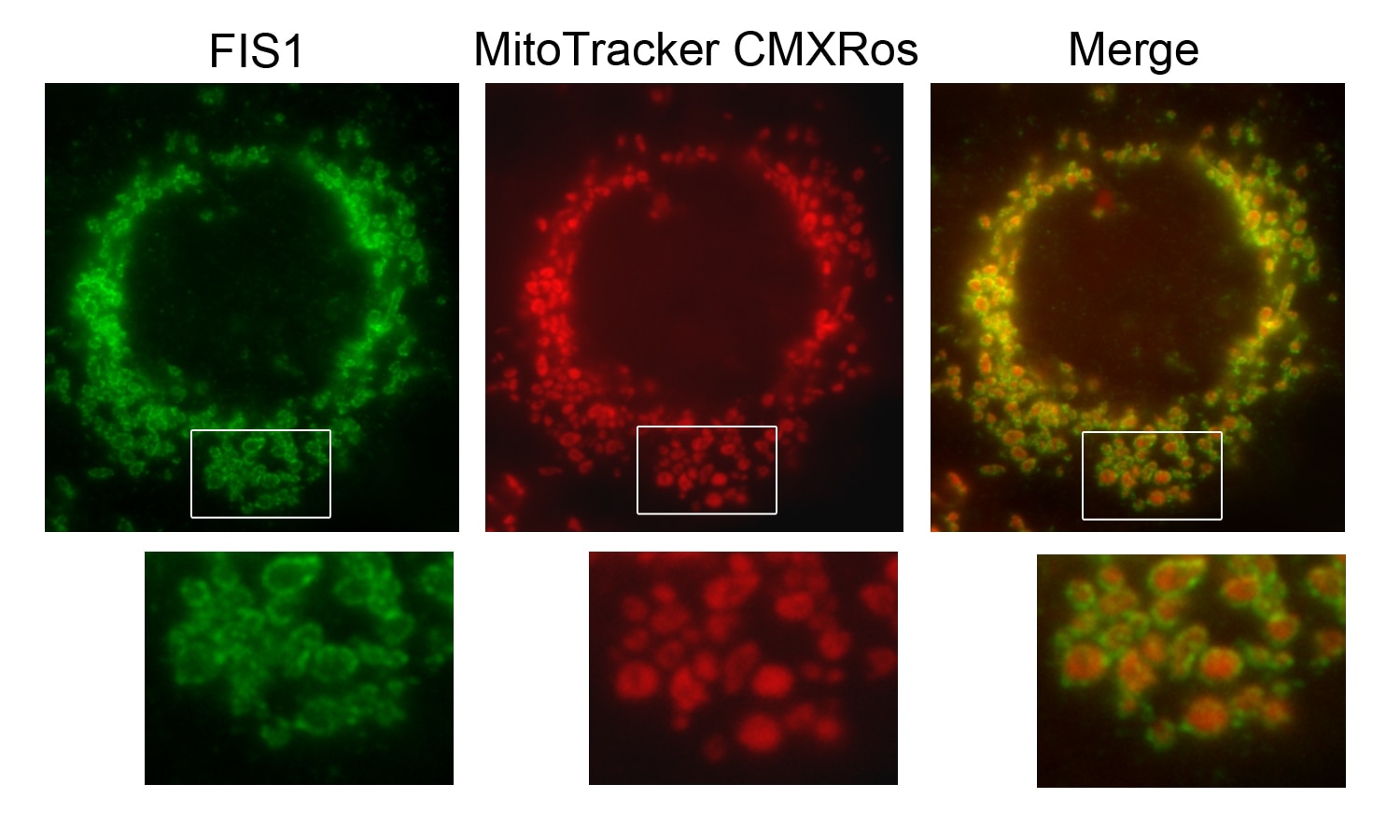 Immunofluorescence (IF) / fluorescent staining of Hepa1-6 cells using FIS1 Polyclonal antibody (10956-1-AP)