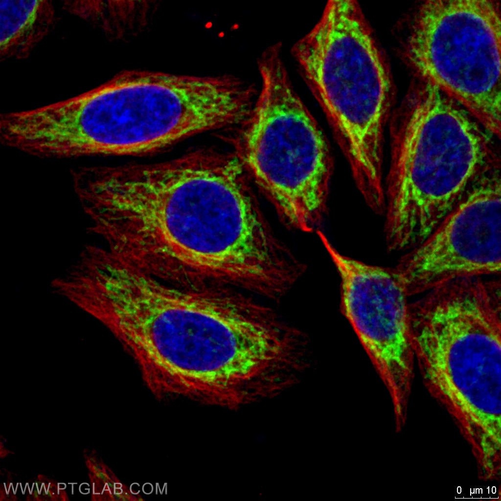 Immunofluorescence (IF) / fluorescent staining of HepG2 cells using FIS1 Polyclonal antibody (10956-1-AP)