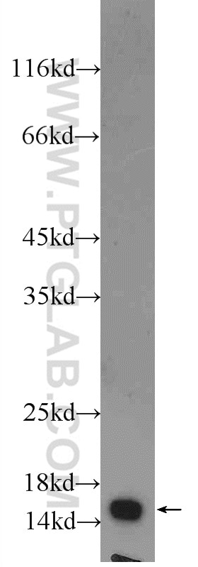 Western Blot (WB) analysis of mouse heart tissue using FIS1 Polyclonal antibody (10956-1-AP)