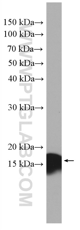 Western Blot (WB) analysis of pig brain tissue using FIS1 Polyclonal antibody (10956-1-AP)