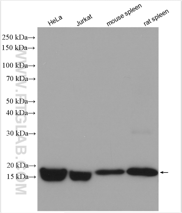 Western Blot (WB) analysis of various lysates using FIS1 Polyclonal antibody (10956-1-AP)
