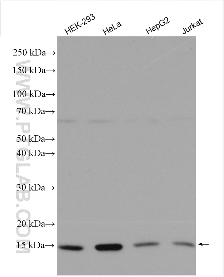 Western Blot (WB) analysis of various lysates using FIS1 Polyclonal antibody (10956-1-AP)