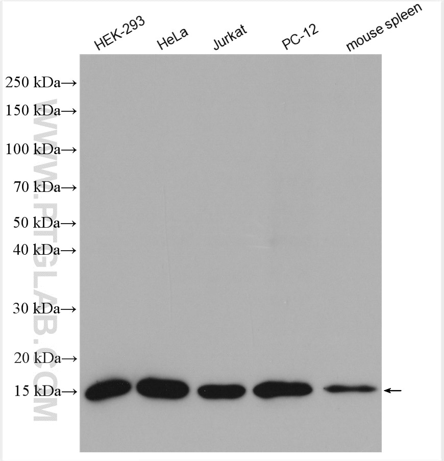 Western Blot (WB) analysis of various lysates using FIS1 Polyclonal antibody (10956-1-AP)