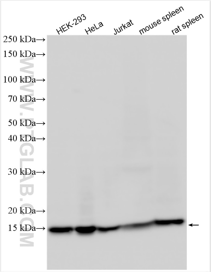 Western Blot (WB) analysis of various lysates using FIS1 Polyclonal antibody (10956-1-AP)