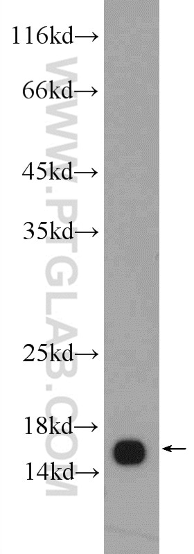 Western Blot (WB) analysis of mouse brain tissue using FIS1 Polyclonal antibody (10956-1-AP)