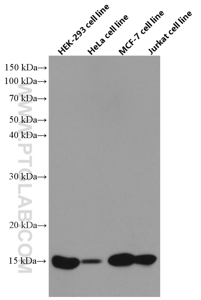 Western Blot (WB) analysis of various lysates using FIS1 Monoclonal antibody (66635-1-Ig)