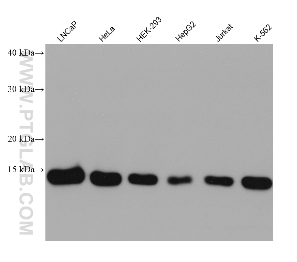 Western Blot (WB) analysis of various lysates using FIS1 Monoclonal antibody (66635-1-Ig)