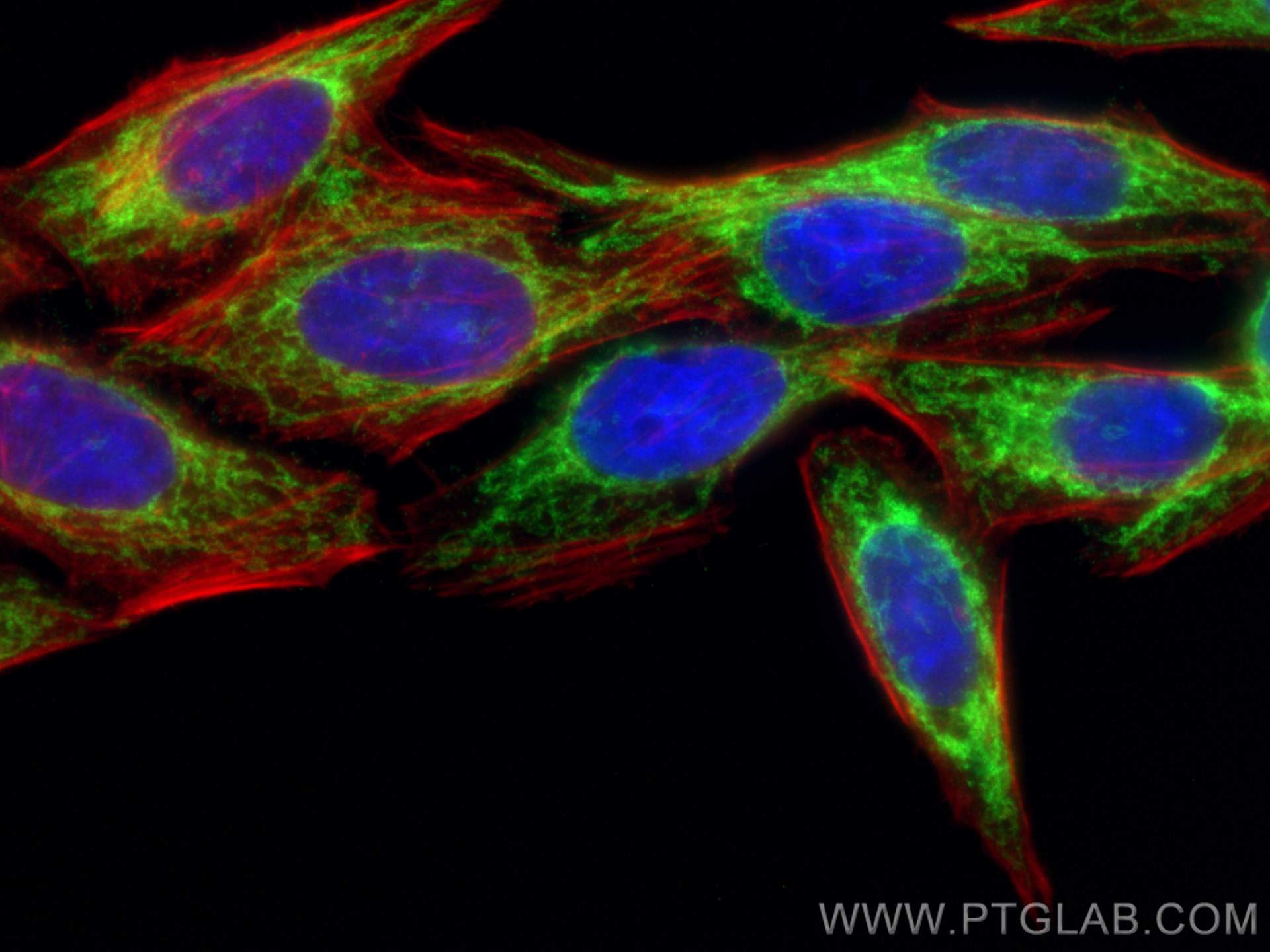 IF Staining of HepG2 using 82248-1-RR