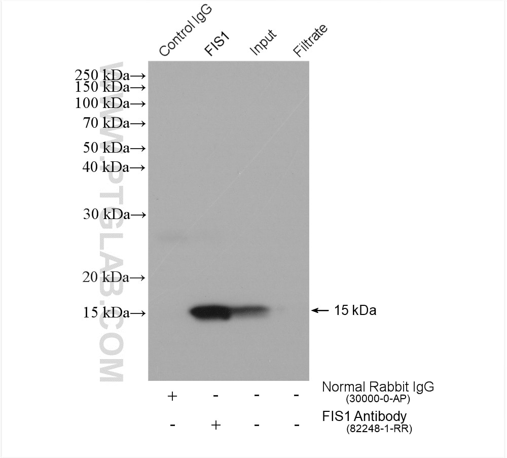 Immunoprecipitation (IP) experiment of HeLa cells using FIS1 Recombinant antibody (82248-1-RR)